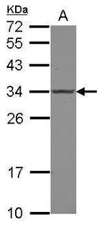 POLR2C Antibody in Western Blot (WB)