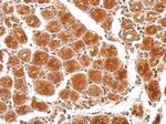HAUS6 Antibody in Immunohistochemistry (Paraffin) (IHC (P))