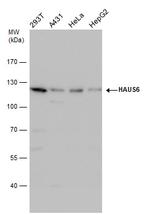 HAUS6 Antibody in Western Blot (WB)