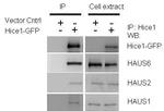 HAUS2 Antibody in Western Blot (WB)