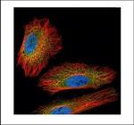 NEK2 Polyclonal Antibody