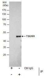 TSG101 Antibody in Immunoprecipitation (IP)