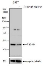 TSG101 Antibody in Western Blot (WB)
