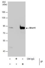 MRE11 Antibody in Immunoprecipitation (IP)
