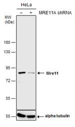 MRE11 Antibody in Western Blot (WB)