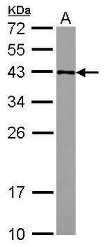 GFOD2 Antibody in Western Blot (WB)