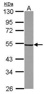 Synaptotagmin 6 Antibody in Western Blot (WB)