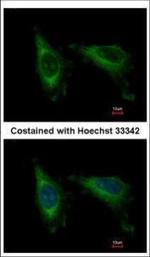 Cdc37L1 Polyclonal Antibody
