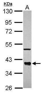 Cdc37L1 Antibody in Western Blot (WB)