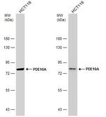 PDE10A Antibody in Western Blot (WB)