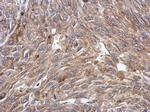 KCTD4 Polyclonal Antibody