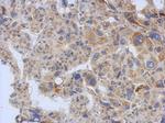 eIF3a Antibody in Immunohistochemistry (Paraffin) (IHC (P))
