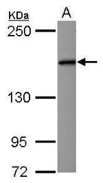 eIF3a Antibody in Western Blot (WB)