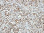 PCDHA3 Polyclonal Antibody
