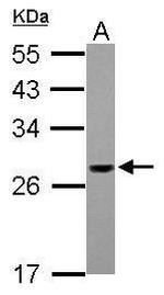 PSMG1 Polyclonal Antibody