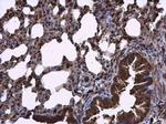 RIPX Polyclonal Antibody