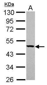 YARS2 Antibody in Western Blot (WB)