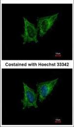 MRPS23 Polyclonal Antibody