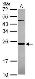 MRPS23 Antibody in Western Blot (WB)