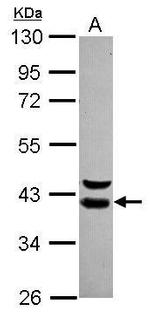 WDR74 Antibody in Western Blot (WB)