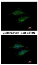 MRPS23 Antibody in Immunocytochemistry (ICC/IF)