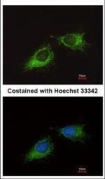 MRPS23 Antibody in Immunocytochemistry (ICC/IF)