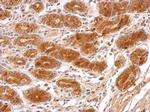 MRPS23 Antibody in Immunohistochemistry (Paraffin) (IHC (P))