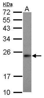 MRPS23 Antibody in Western Blot (WB)