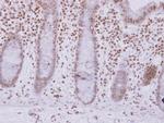 ASB7 Polyclonal Antibody
