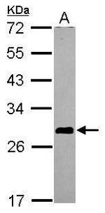 ASB7 Antibody in Western Blot (WB)