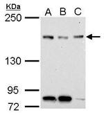 NFKBIL2 Polyclonal Antibody
