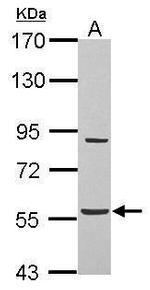 BAT5 Antibody in Western Blot (WB)