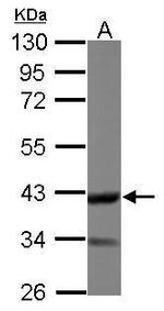 DOC2A Antibody in Western Blot (WB)