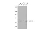 SLC24A1 Polyclonal Antibody