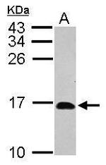 HRSP12 Antibody in Western Blot (WB)