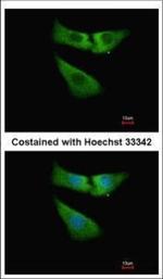 INMT Polyclonal Antibody