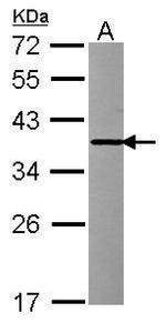 INMT Antibody in Western Blot (WB)