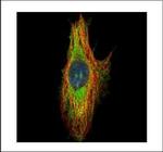 Septin-8 Antibody in Immunocytochemistry (ICC/IF)