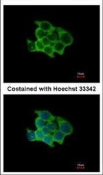 POFUT1 Polyclonal Antibody