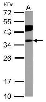 PITPNB Antibody in Western Blot (WB)