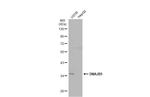 DNAJB5 Antibody in Western Blot (WB)
