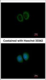 STRN3 Antibody in Immunocytochemistry (ICC/IF)
