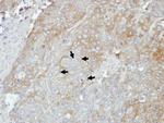 STRN3 Antibody in Immunohistochemistry (Paraffin) (IHC (P))