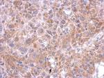 SPOCK3 Polyclonal Antibody