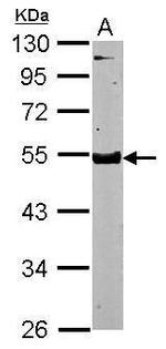 SPOCK3 Antibody in Western Blot (WB)