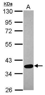 SPOCK3 Antibody in Western Blot (WB)