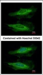 HECA Polyclonal Antibody