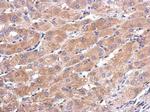 CALML5 Polyclonal Antibody
