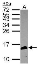 CALML5 Antibody in Western Blot (WB)