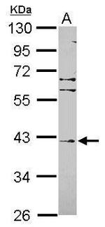 FBXL8 Antibody in Western Blot (WB)
